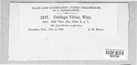 Ustilago vilfae image